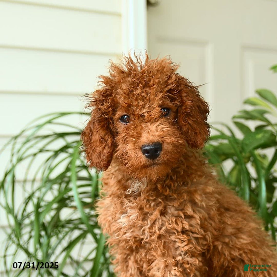 Mini Goldendoodle dogs for sale: Goose - Image 15