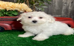 Coton De Tulear dogs for sale: Ashton - Image 1