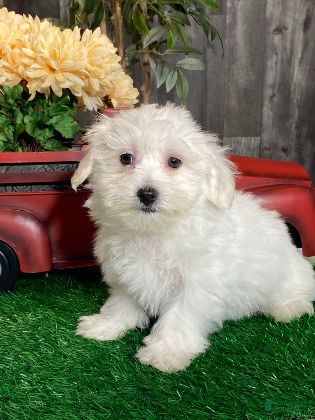 Coton De Tulear dogs for sale: Ashton - Image 1