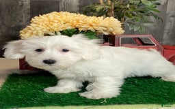 Coton De Tulear dogs for sale: Apollo - Image 1