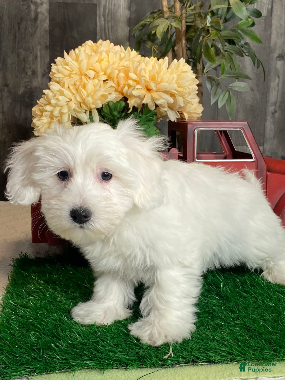 Coton De Tulear dogs for sale: Apollo - Image 1