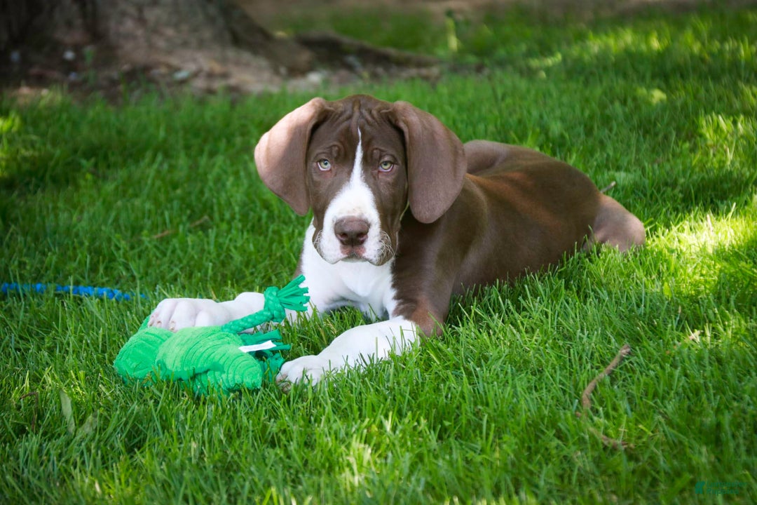 Great Dane dogs for sale: Jack - Image 4
