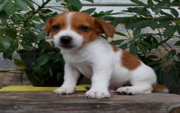 Jack Russell Terrier dogs for sale: Tip - Image 5