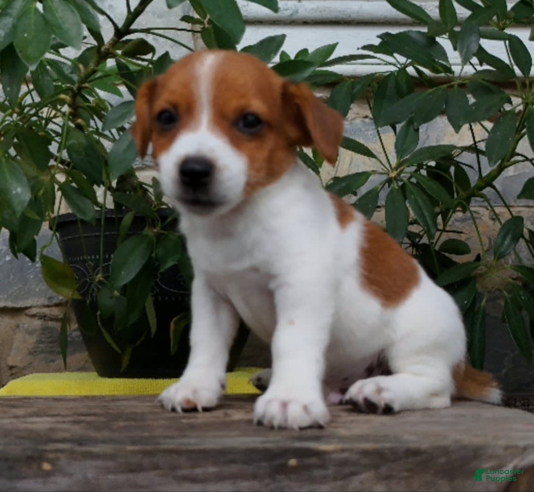Jack Russell Terrier dogs for sale: Tip - Image 5