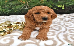 Mini Goldendoodle dogs for sale: Emily - Image 19