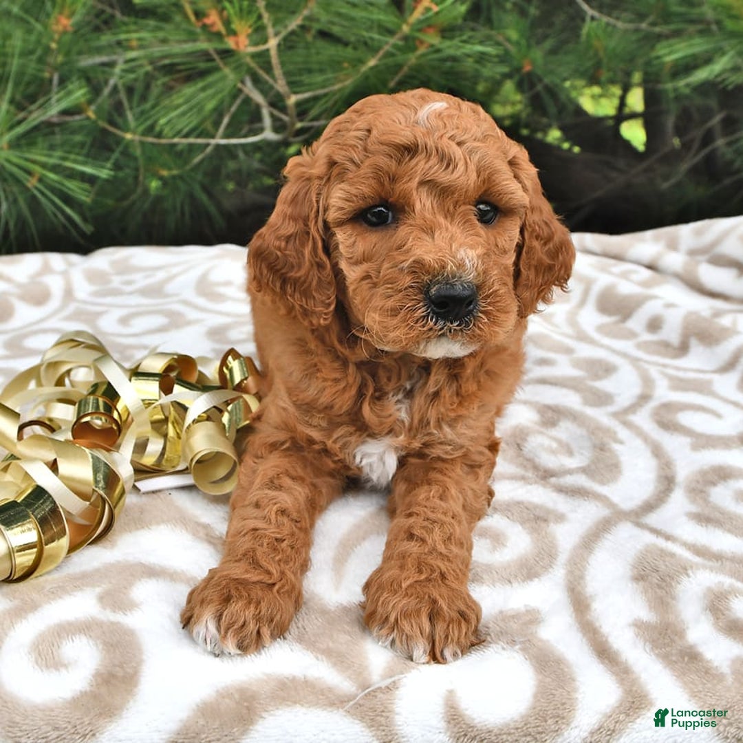 Mini Goldendoodle dogs for sale: Emily - Image 19