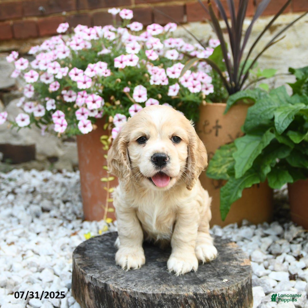 Cocker Spaniel dogs for sale: Captain - Image 4
