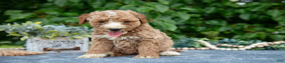 Winnie