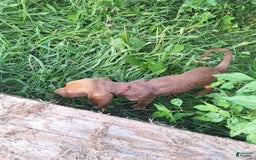 Bloodhound dogs for sale: Red - Image 2
