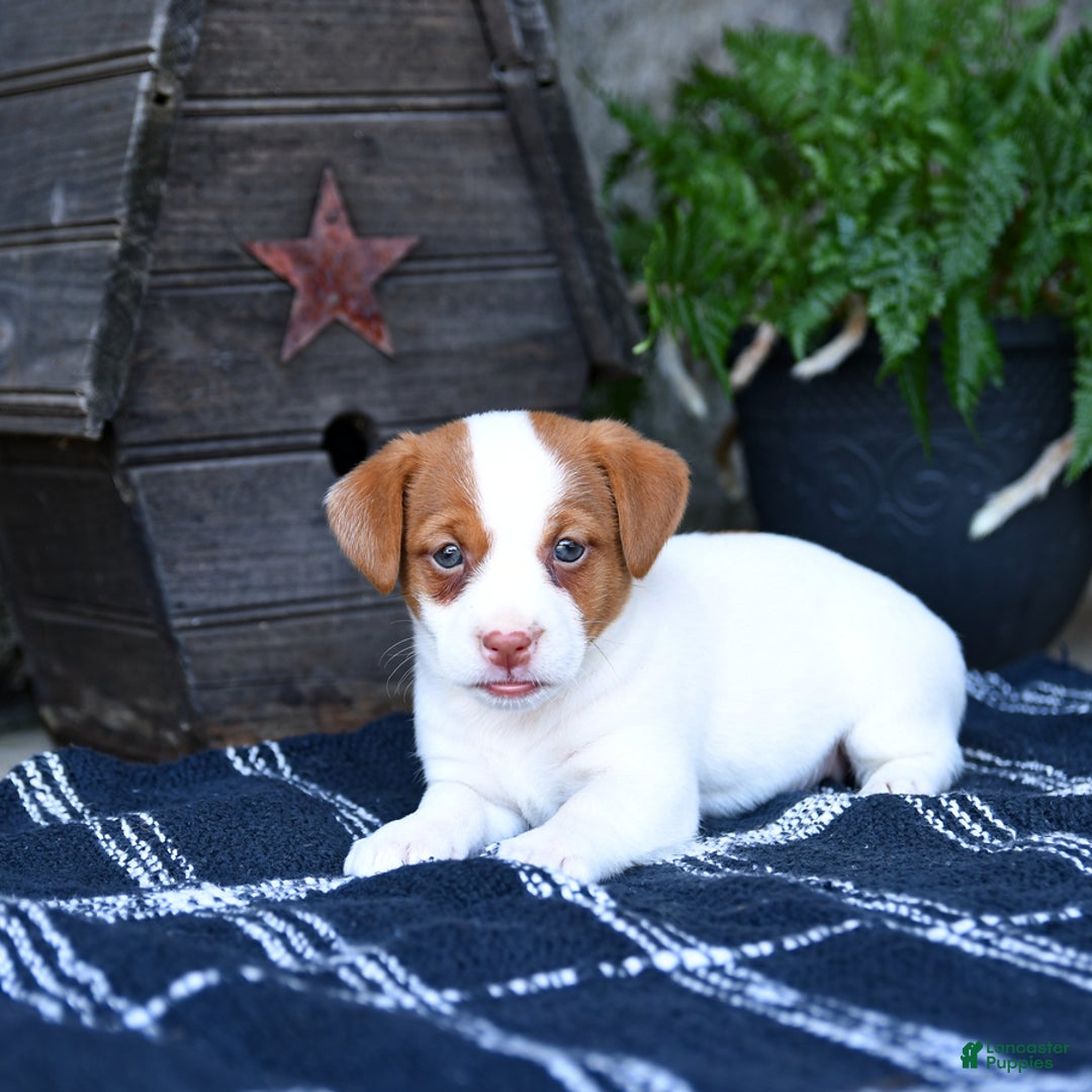 Jack Russell Terrier dogs for sale: Meadow - Image 3