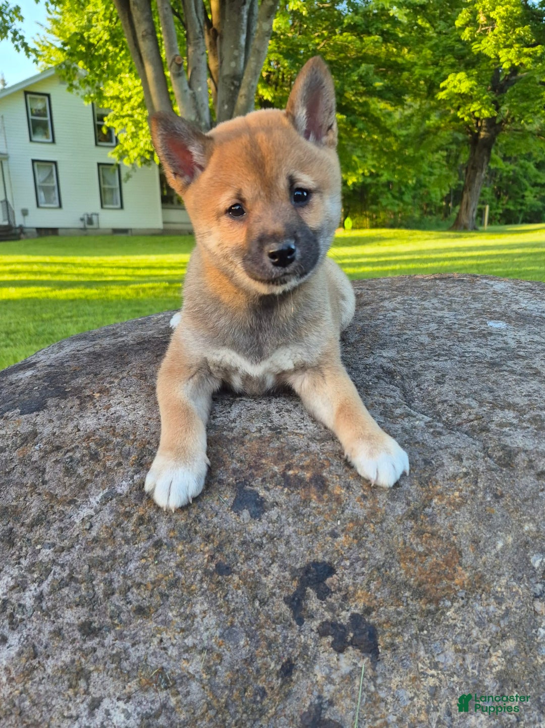 Shiba Inu dogs for sale: Reva - Image 3