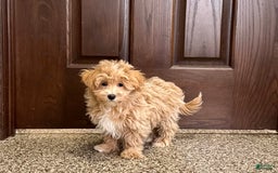 Maltipoo dogs for sale: Darling - Image 3