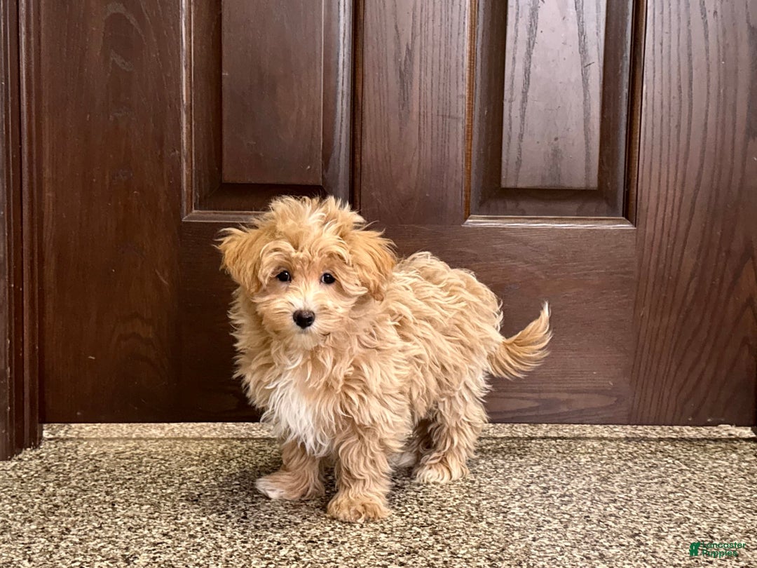 Maltipoo dogs for sale: Darling - Image 3
