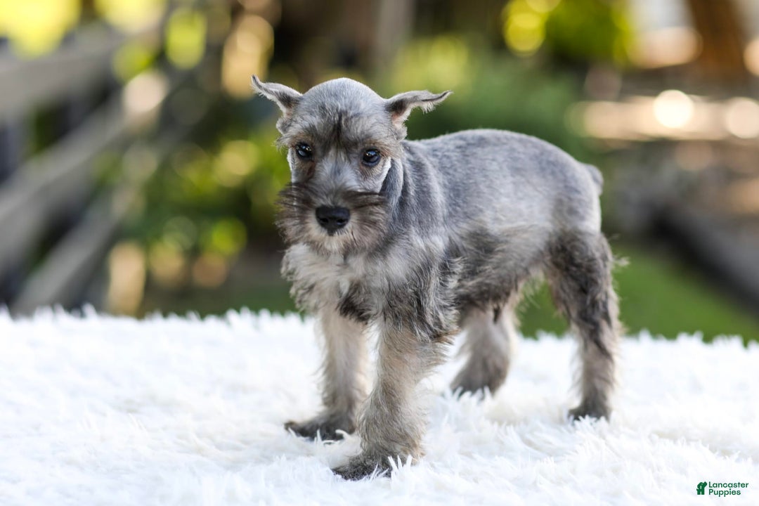 Miniature Schnauzer dogs for sale: Buddy - Image 1