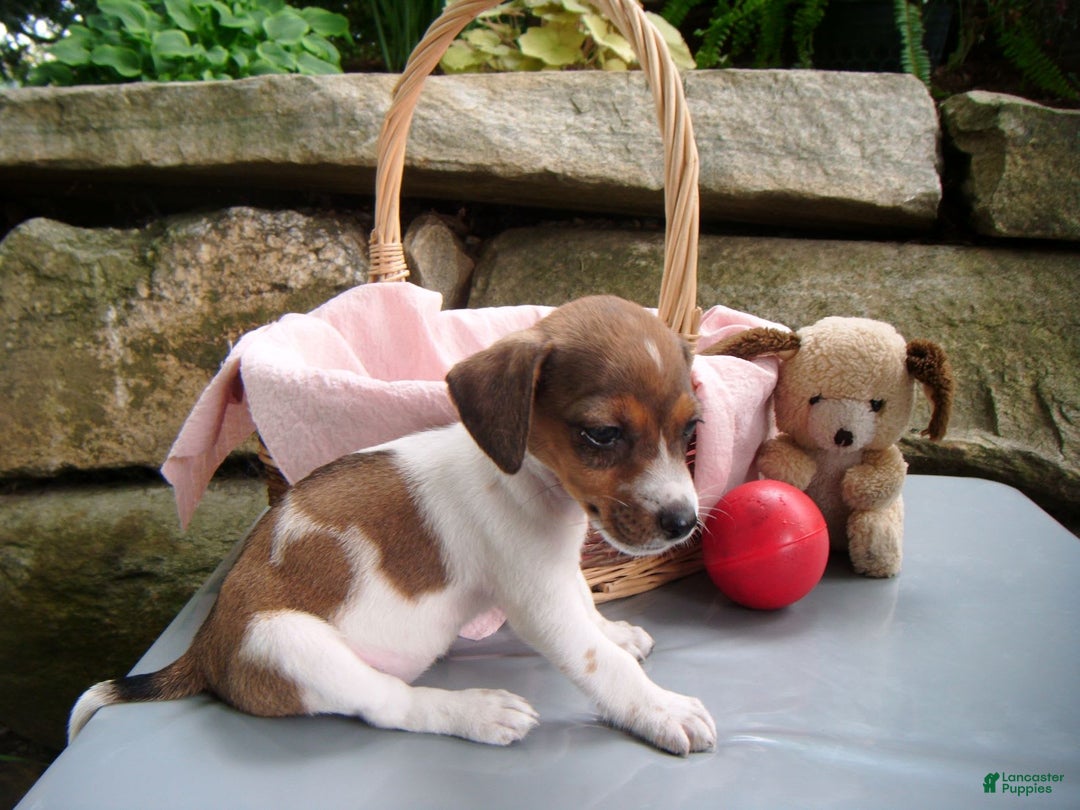 Jack Russell Terrier dogs for sale: Sparkles - Image 6