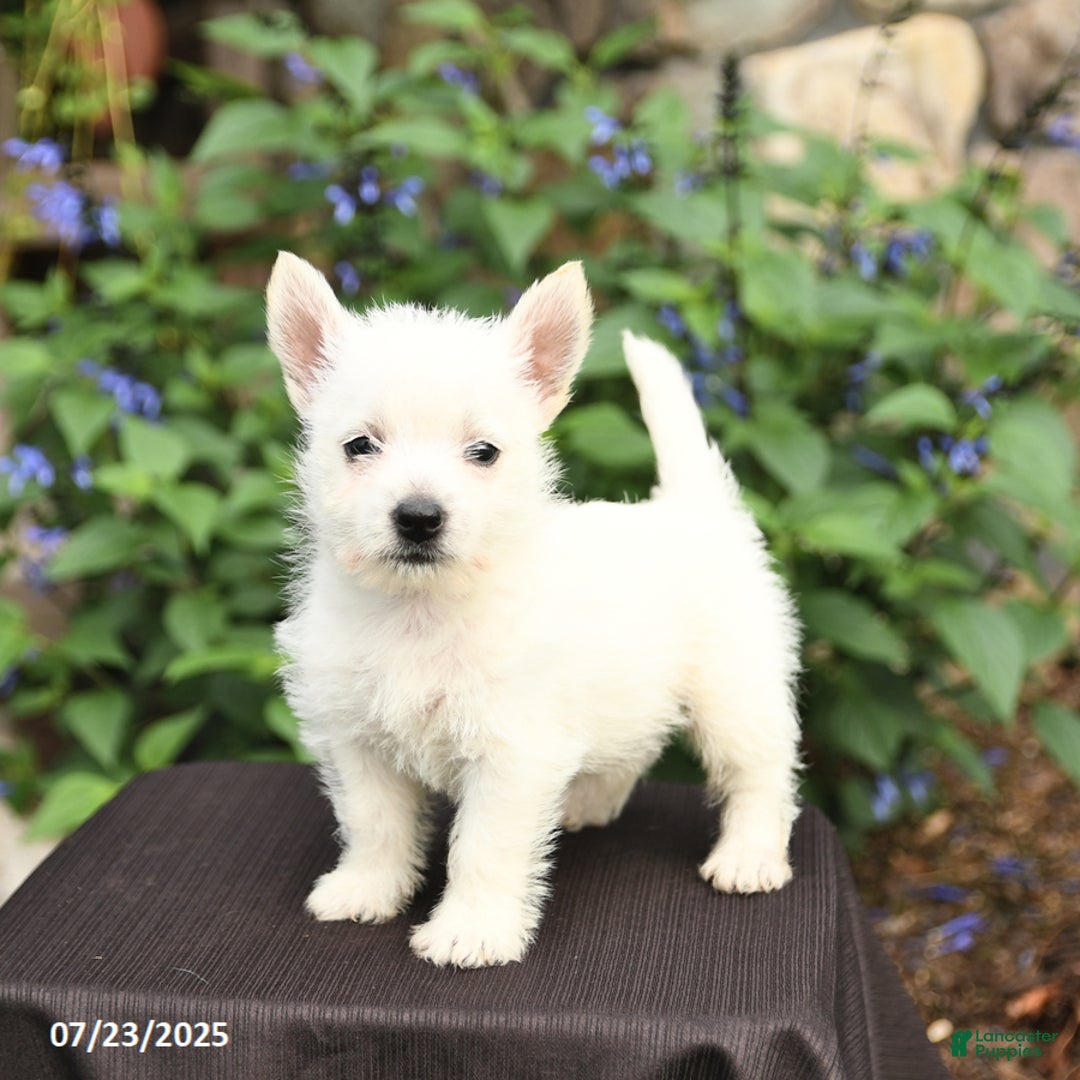 West Highland Terrier dogs for sale: Diane - Image 3