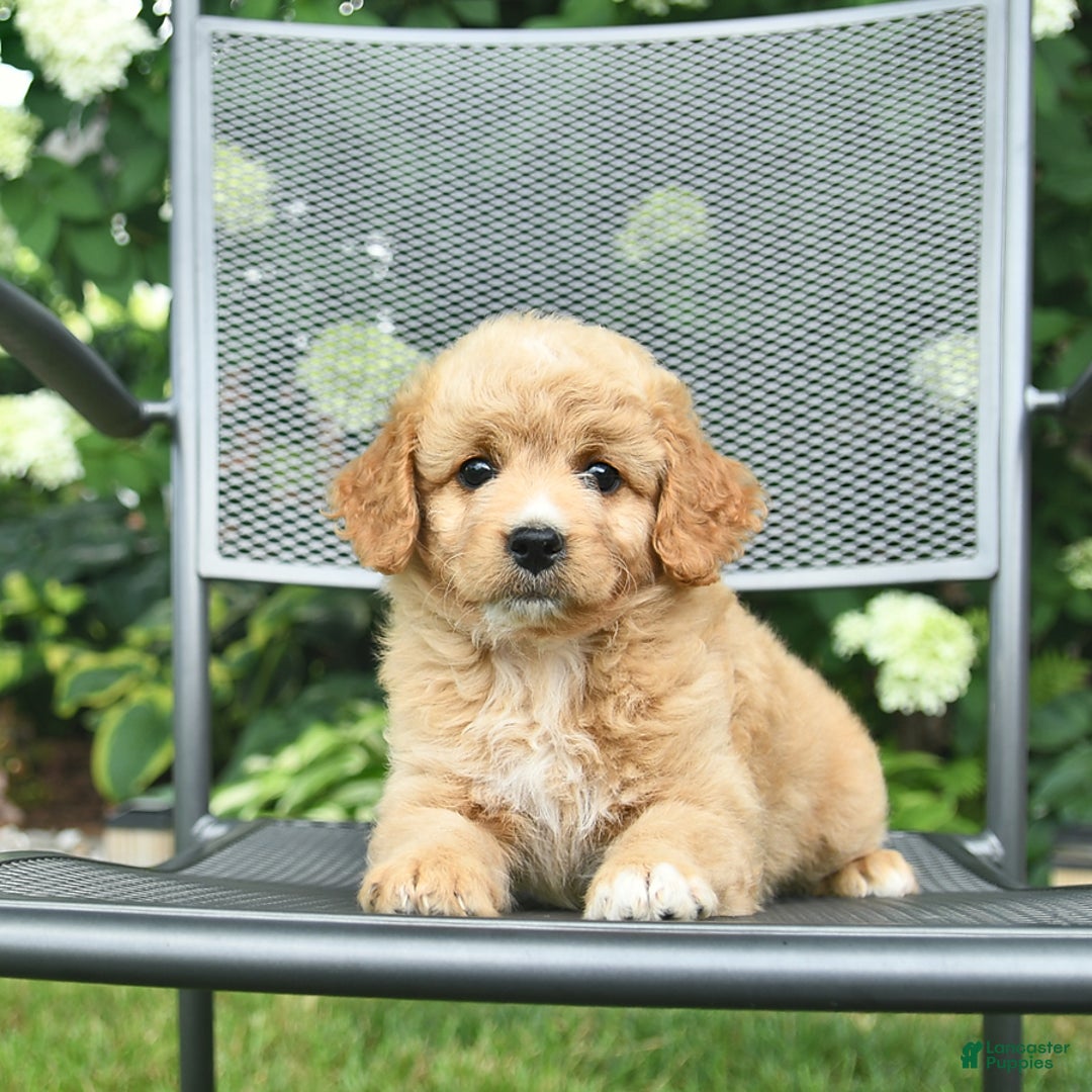 Mini Goldendoodle dogs for sale: Lily - Image 4