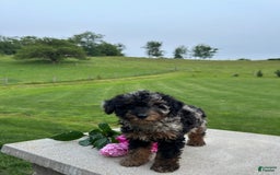 Mini Aussiedoodle dogs for sale: Mini Aussiedoodle 6 puppies - Image 5