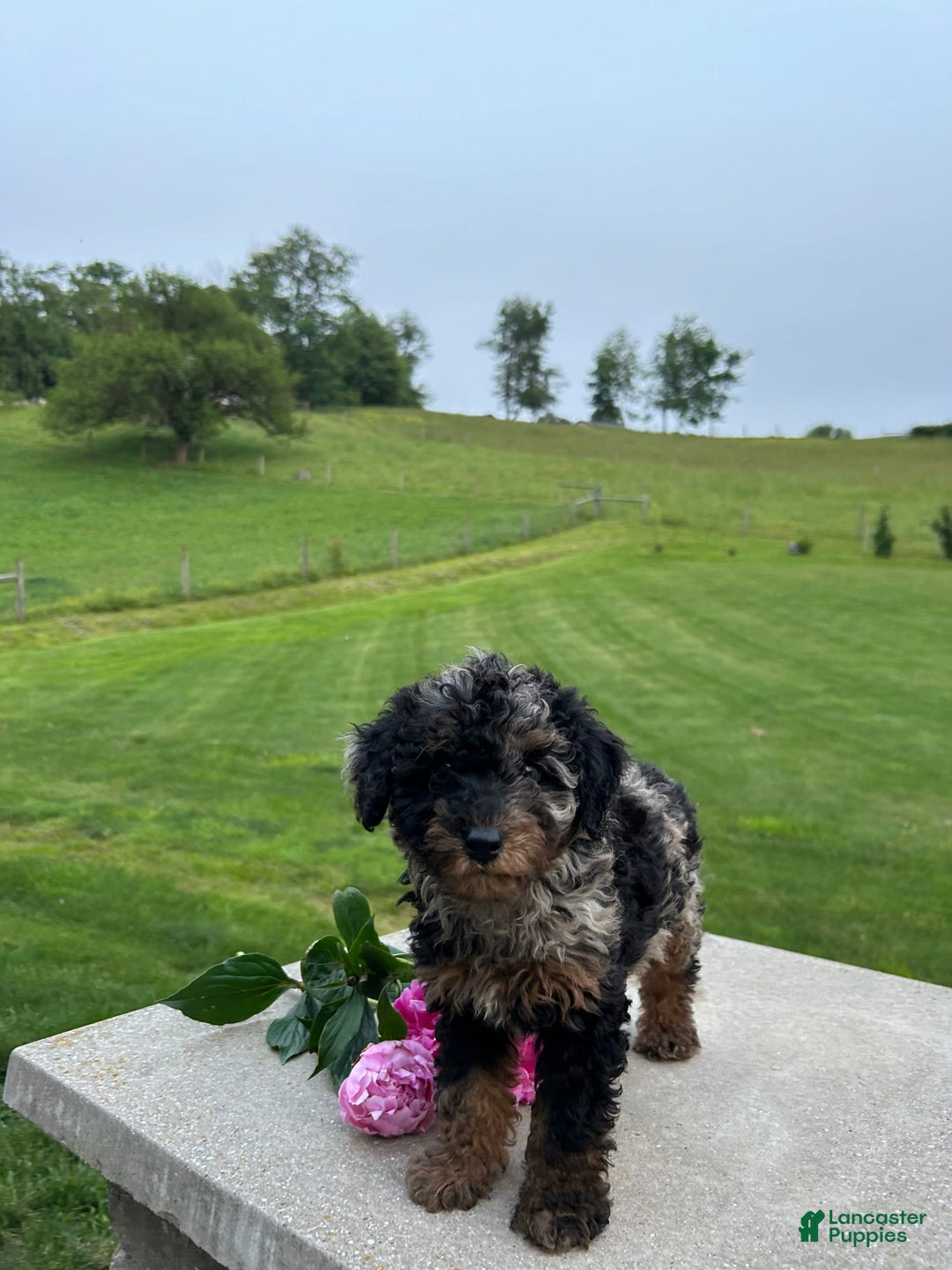 Mini Aussiedoodle dogs for sale: Mini Aussiedoodle 6 puppies - Image 5