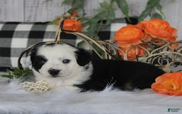 Miniature Australian Shepherd dogs for sale: Axel Toy - Image 10