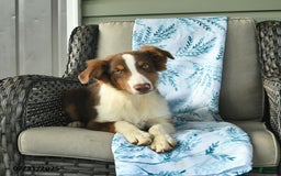 Australian Shepherd dogs for sale: Enzo - Image 8
