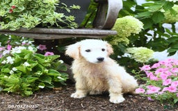Maremma Sheepdog dogs for sale: Ginger - Image 2