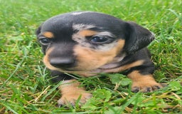 Miniature Dachshund dogs for sale: Debbie - Image 5