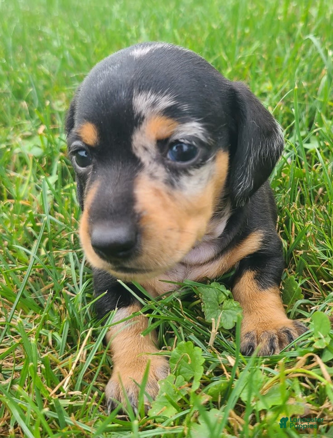 Miniature Dachshund dogs for sale: Debbie - Image 5