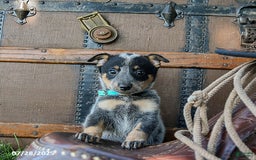 Australian Cattle Dog dogs for sale: Chocolate Chip - Image 1