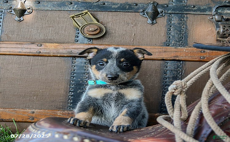 Australian Cattle Dog dogs for sale - Ad 4