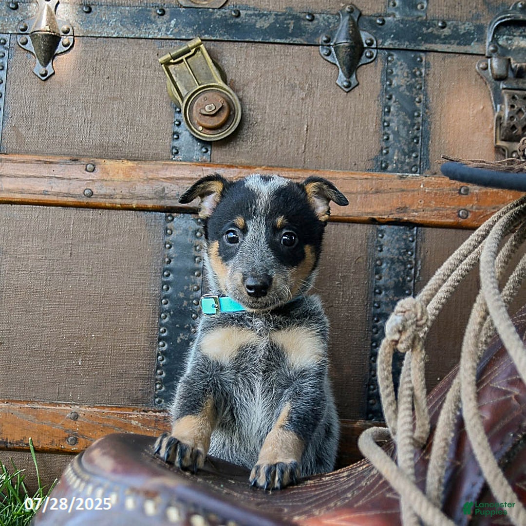 Australian Cattle Dog dogs for sale: Chocolate Chip - Image 1