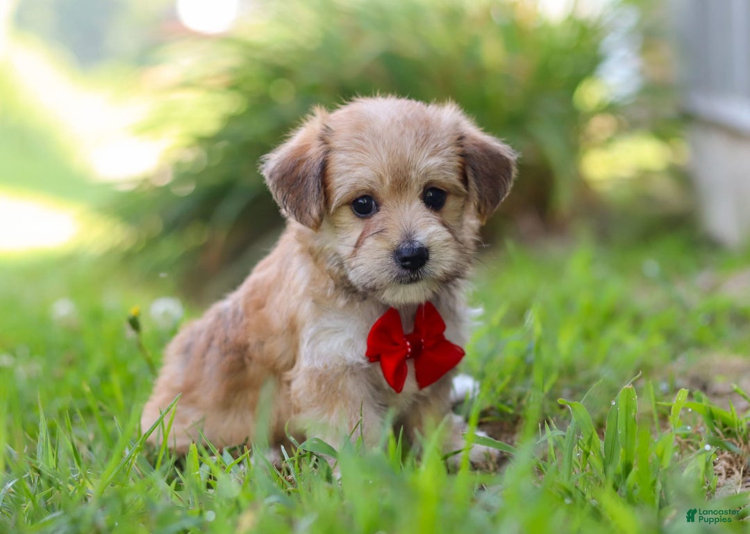 Morkie dogs for sale: Kelvin - Image 9