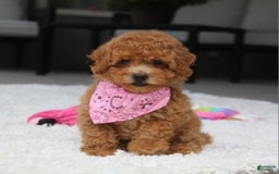 Miniature Poodle dogs for sale: Natasha - Image 6