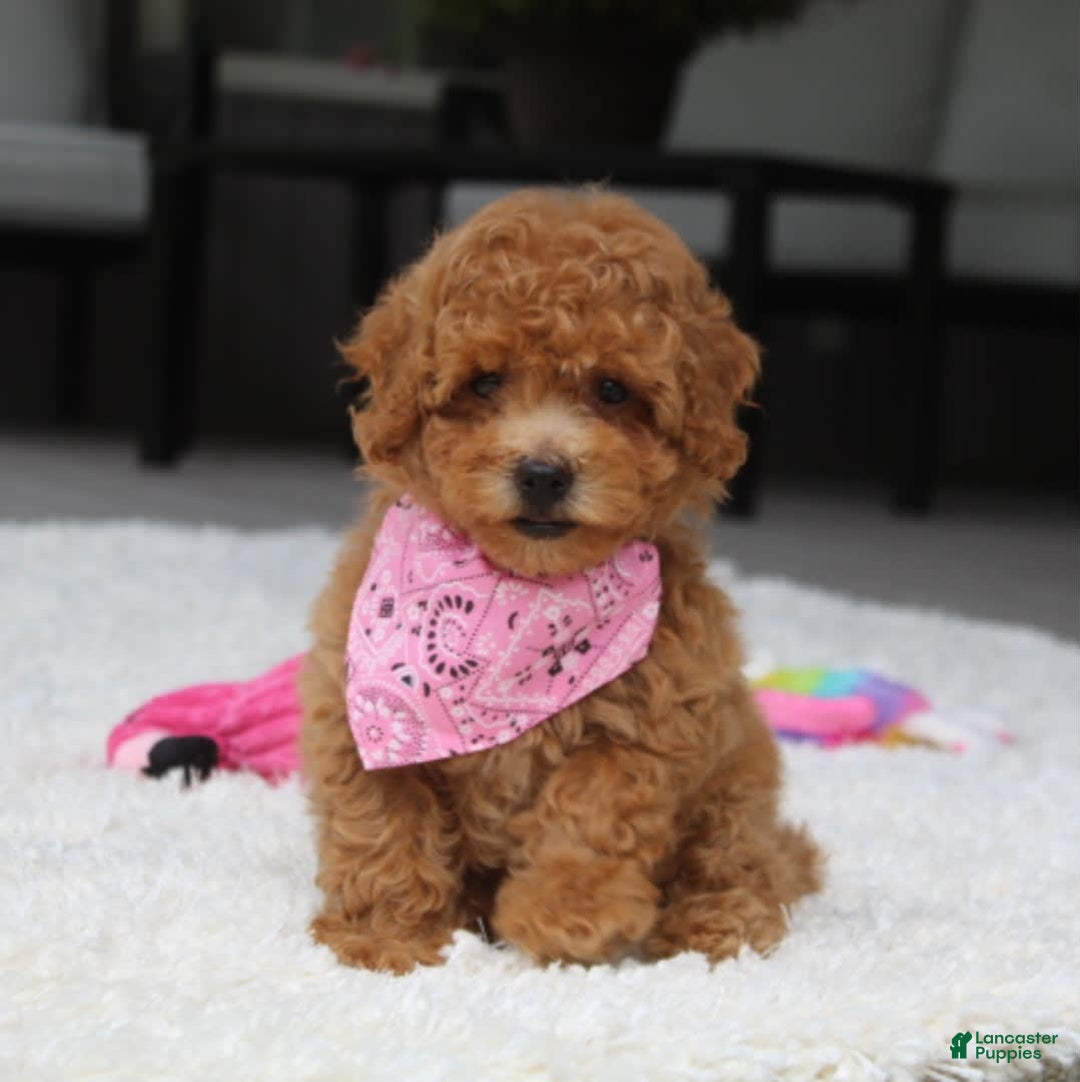 Miniature Poodle dogs for sale: Natasha - Image 6