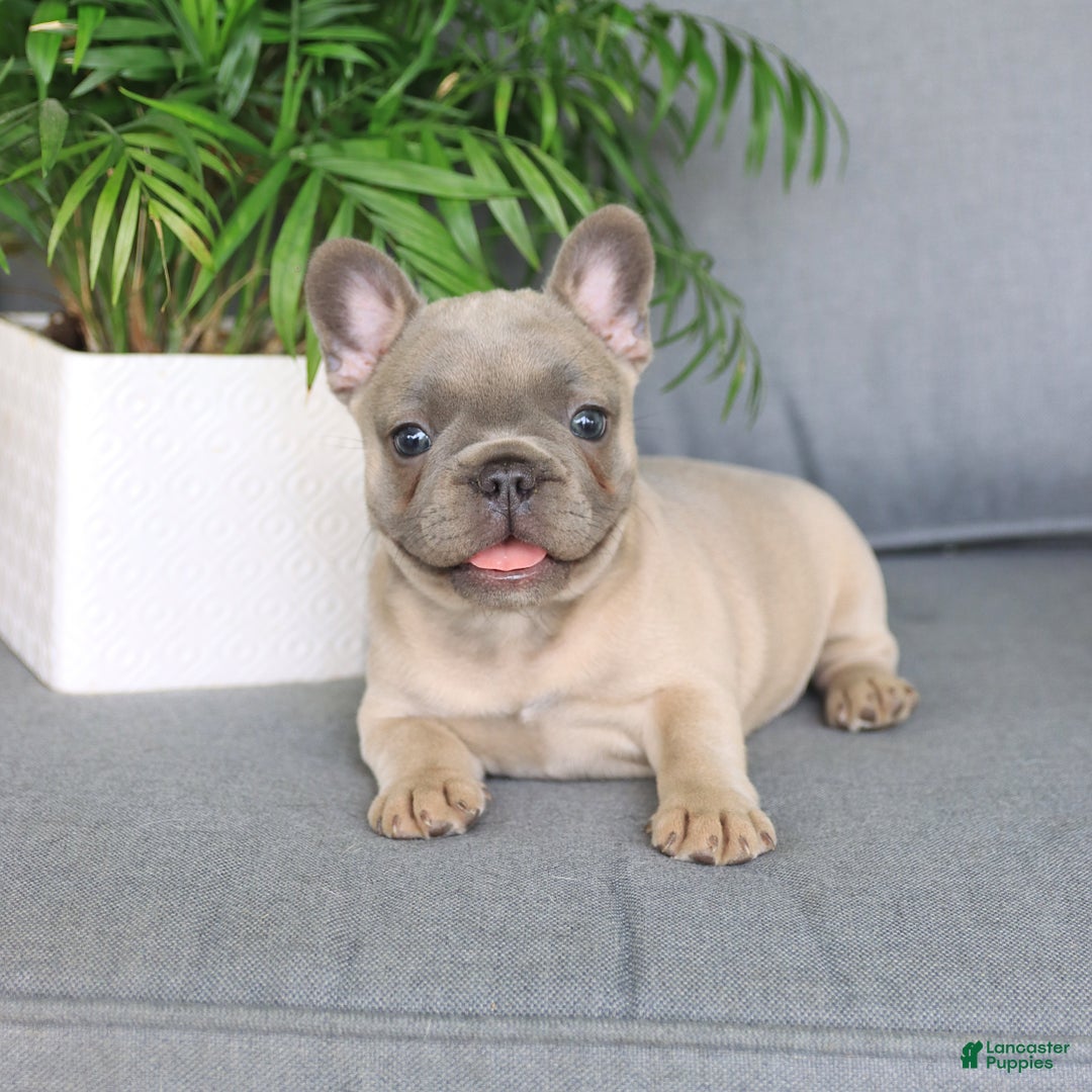 French Bulldog dogs for sale: Luna - Image 4