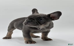 French Bulldog dogs for sale: Winni - Image 1