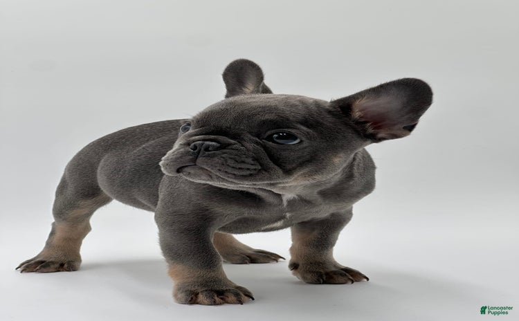 French Bulldog dogs for sale - Ad 1