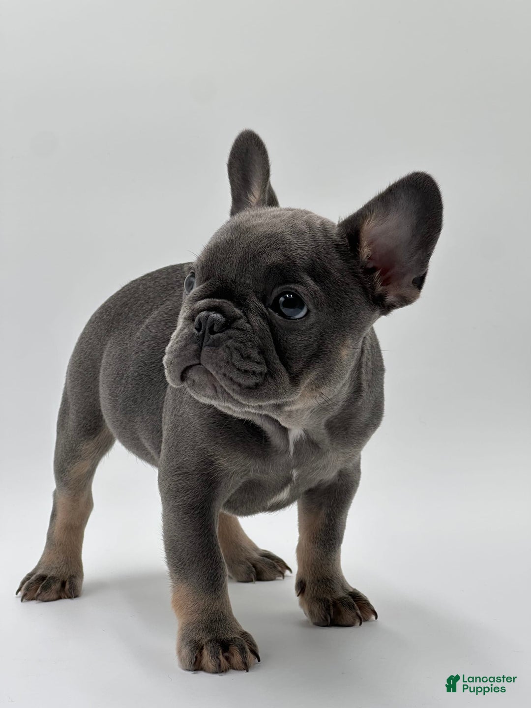 French Bulldog dogs for sale: Winni - Image 1