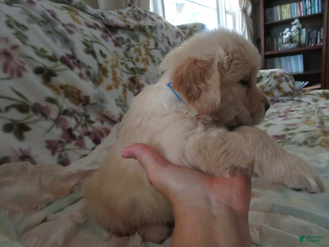 Golden Retriever dogs for sale: Hershey - Image 14