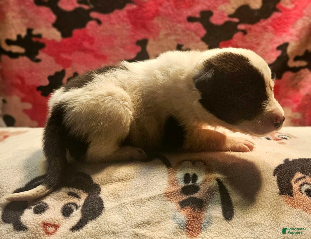 Border Collie dogs for sale: Hondo - Image 34