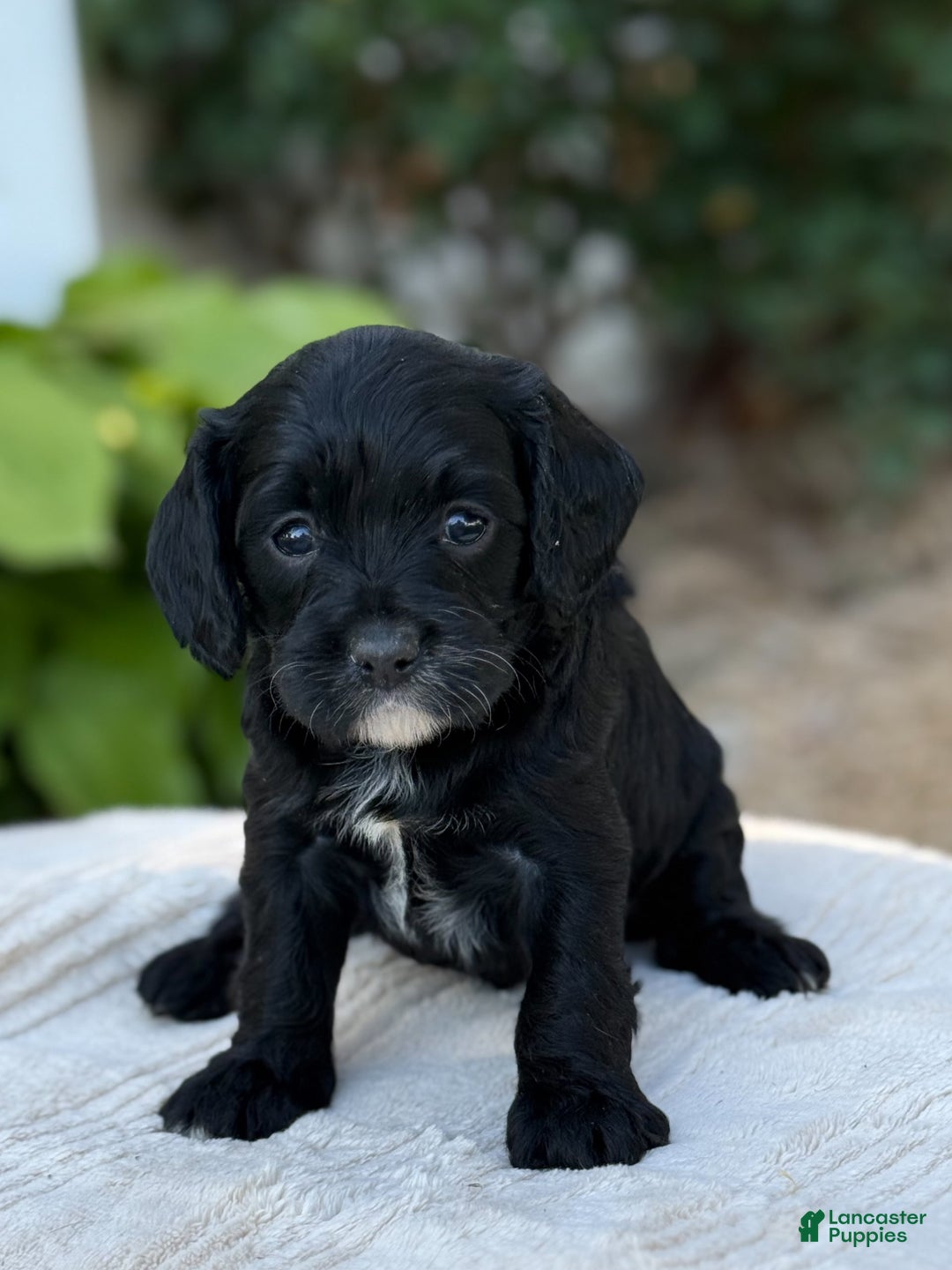 Cavapoo dogs for sale: Lucy - Image 11