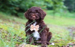 Goldendoodle dogs for sale: Baylor - Image 8