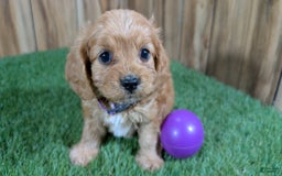 Cavapoo dogs for sale: Fiona Girl 2 - Image 5