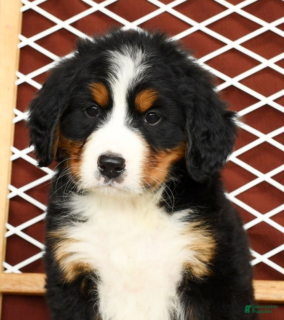 Bernese Mountain Dog dogs for sale: Ronald - Image 7