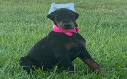Doberman Pinscher dogs for sale: Rosie - Image 2