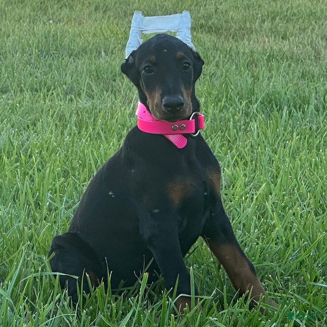Doberman Pinscher dogs for sale: Rosie - Image 2