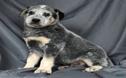 Australian Cattle Dog dogs for sale: Mike - Image 4