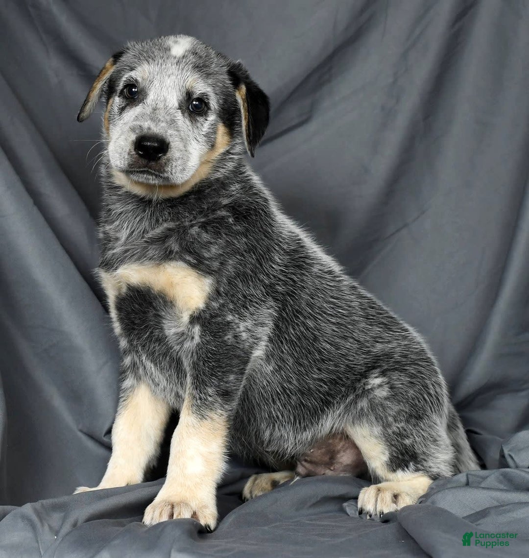 Australian Cattle Dog dogs for sale: Mike - Image 4