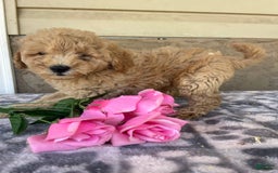 Eskipoo dogs for sale: Baxter - Image 3