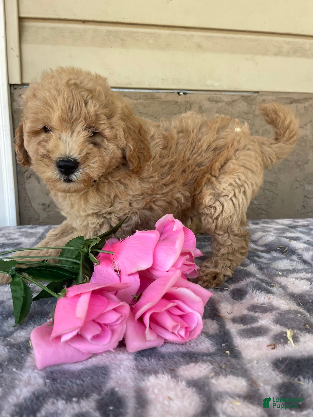 Eskipoo dogs for sale: Baxter - Image 3